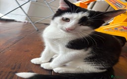 Mixed Breed cats for sale: 3 kittens.. two boys one girl free.. - Image 4