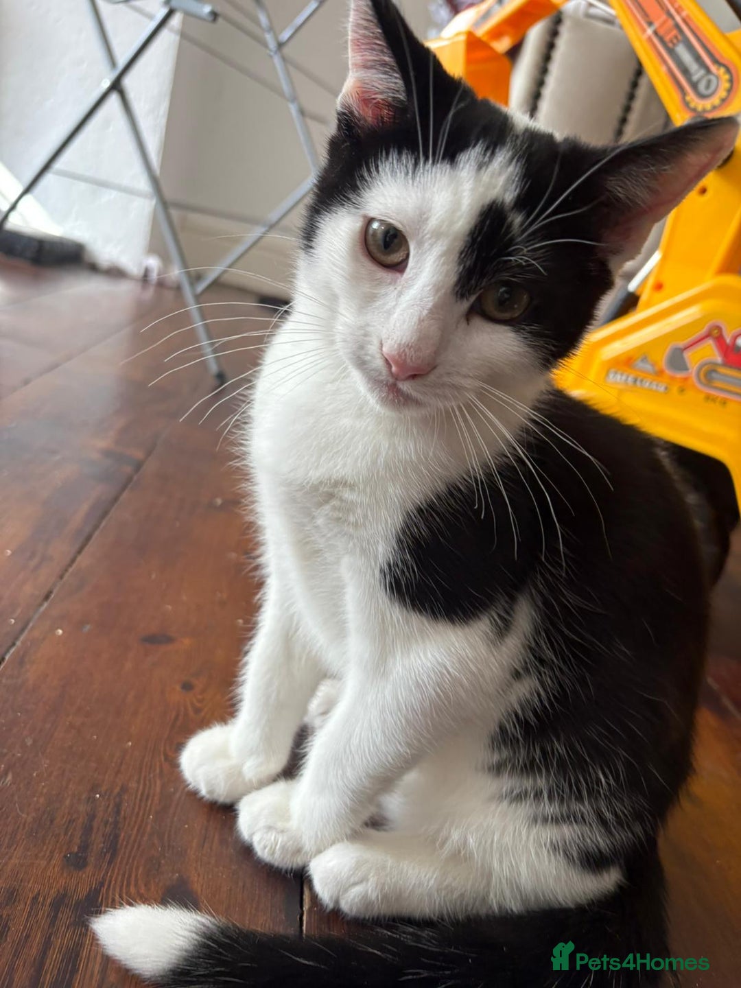 Mixed Breed cats for sale: 3 kittens.. two boys one girl free.. - Image 4