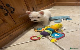 Cairn Terrier dogs for sale: Stunning cairn terrier puppies  - Image 18