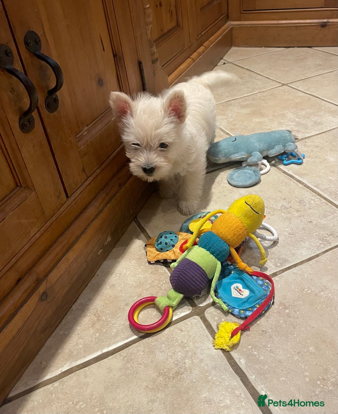 Cairn Terrier dogs for sale: Stunning cairn terrier puppies  - Image 18