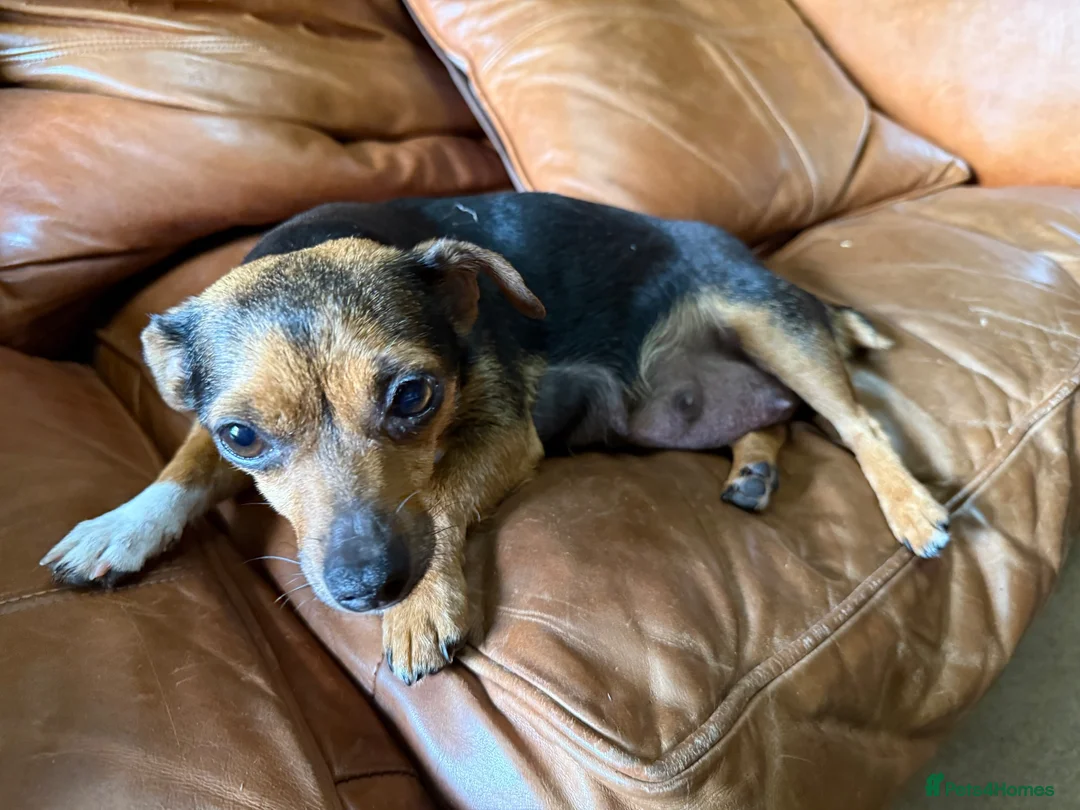 Jack Russell dogs for sale: Black and Tan Jack Russels  in Brecon - Advert 9
