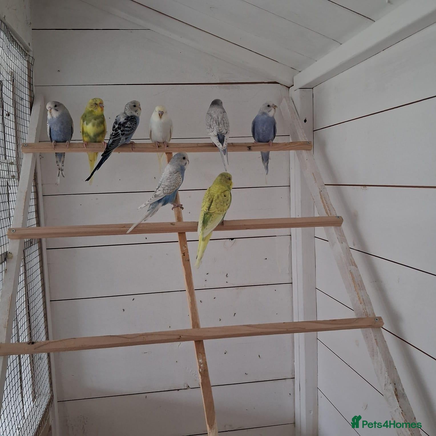 Budgerigars birds Baby budgies ready to leave now  - Advert 1