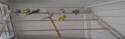 Budgerigars birds for sale: Baby budgies ready to leave now  - Advert 1