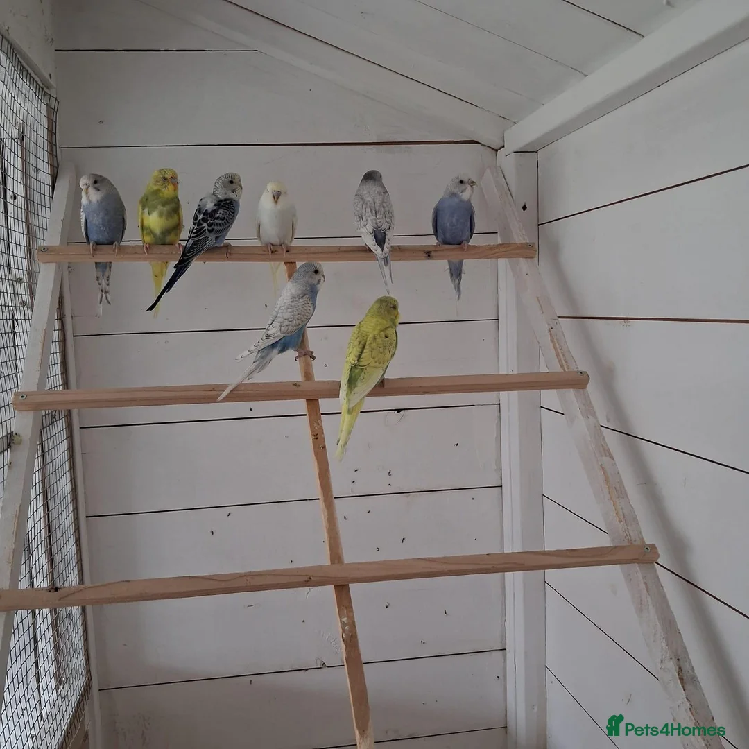 Budgerigars birds for sale: Baby budgies ready to leave now  - Advert 1