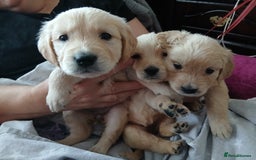 Golden Retriever dogs for sale: Cream golden retriver for sale ONLY 2 Available  - Image 1