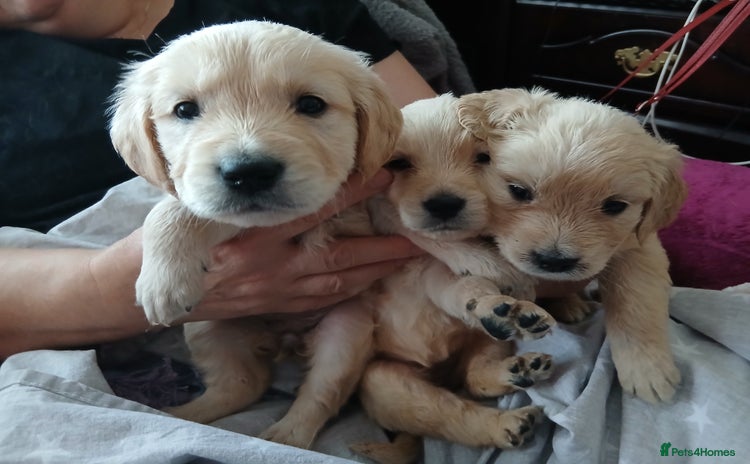 Golden Retriever dogs - Advert 1