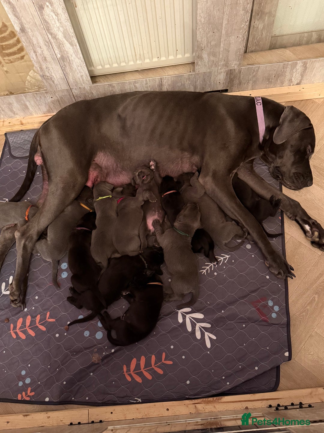 Great Dane dogs for sale: Great Dane pups - Advert 7