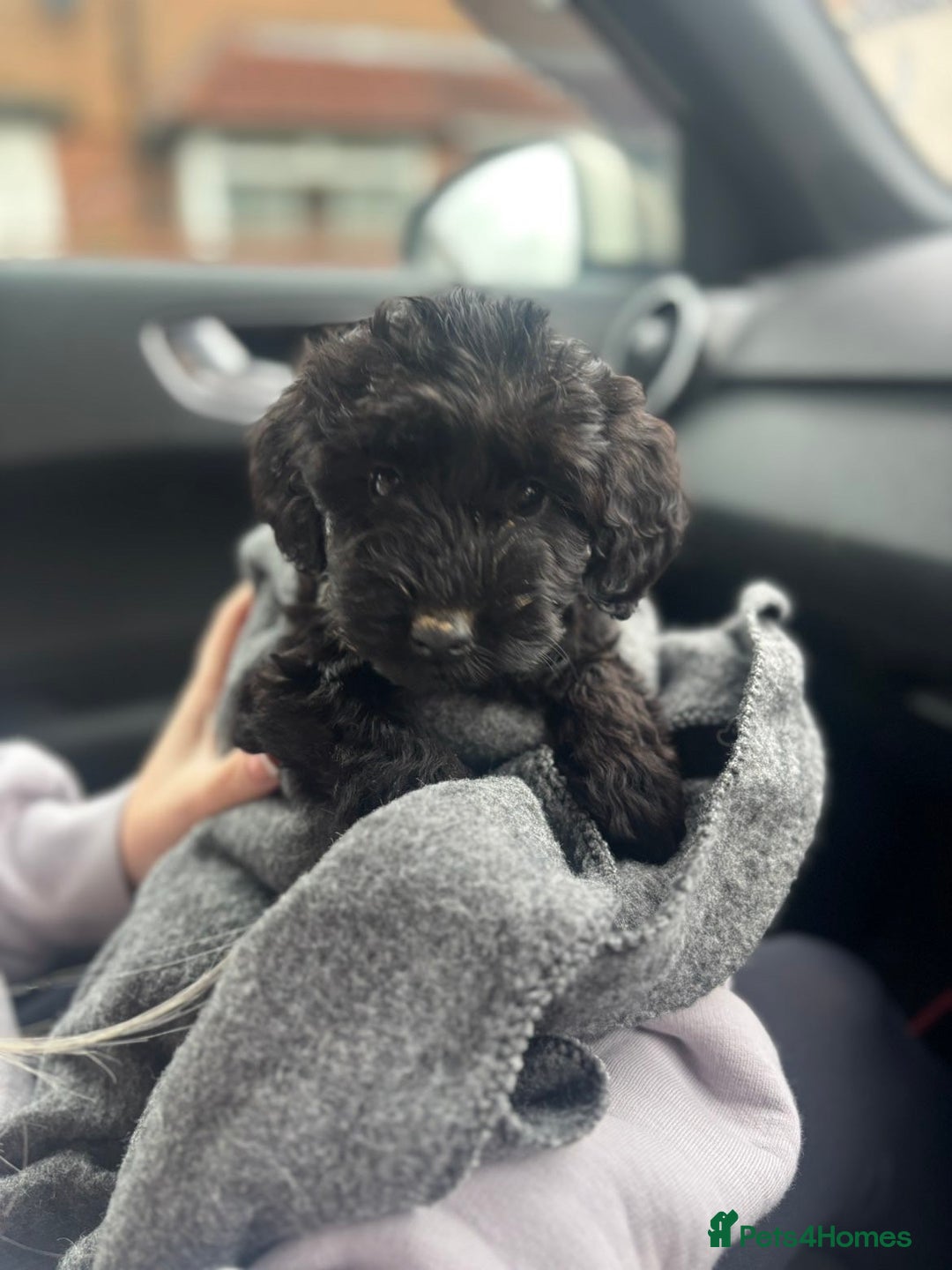 Maltipoo dogs for sale: Maltipoo - Advert 2