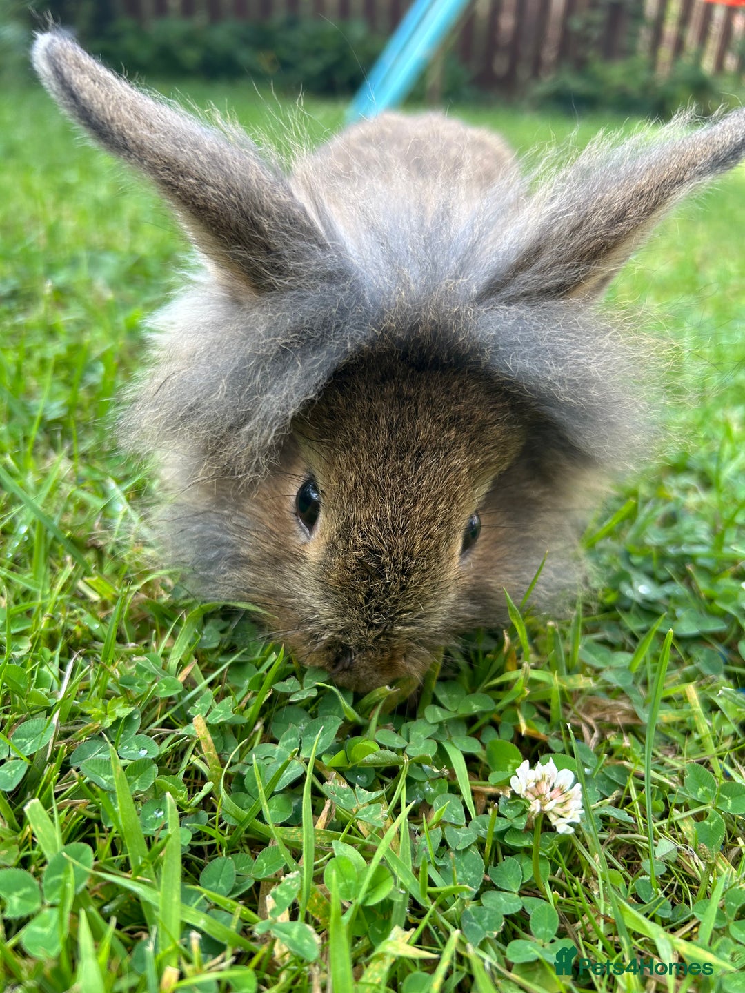 Mixed Breed rabbits for sale: Mix breed rabbit - Image 4