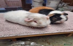 Guinea Pig rodents for sale: Guinea pig swiss and teddy brothers available  - Advert 2