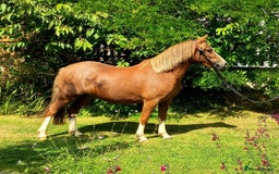 Welsh Section A horses for sale: 11 hh 3 year old Welsh Section A P/B Filly - Image 6
