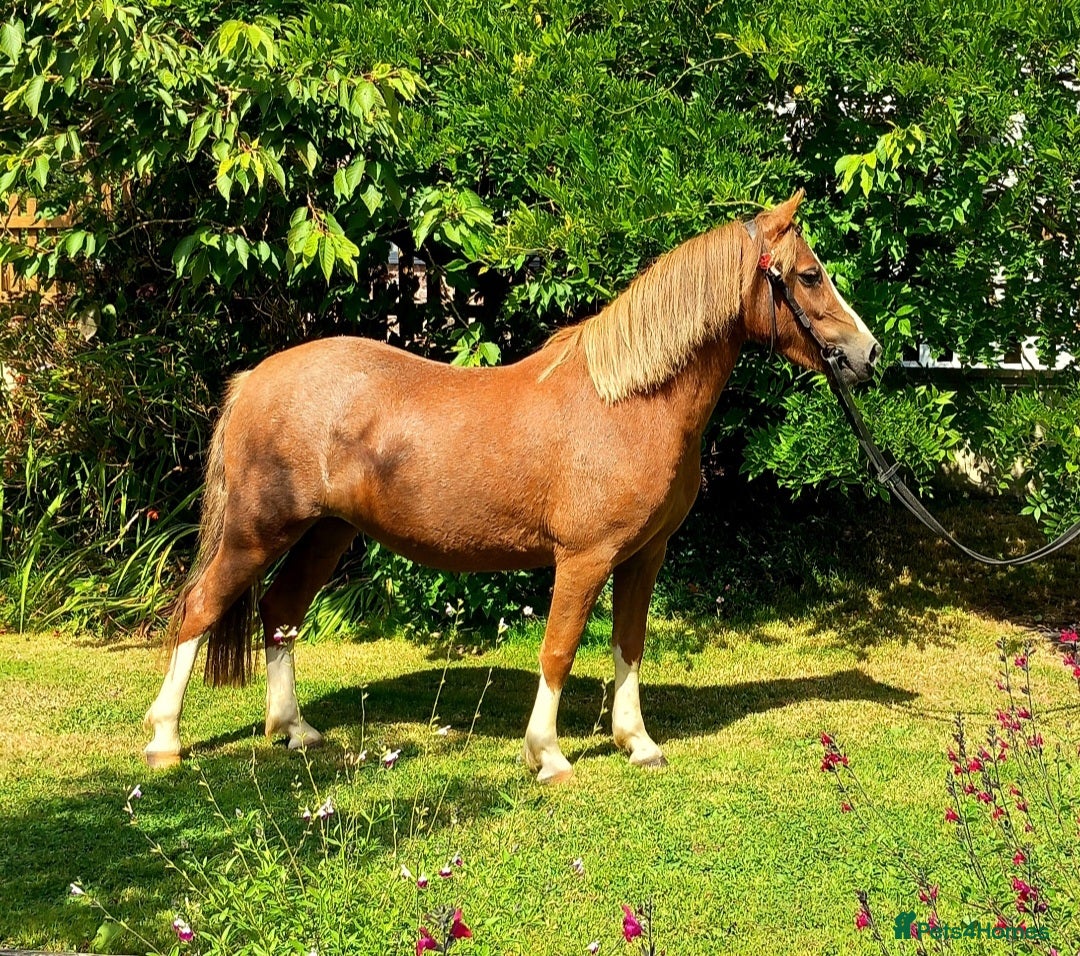 Welsh Section A horses for sale: 11 hh 3 year old Welsh Section A P/B Filly - Image 6