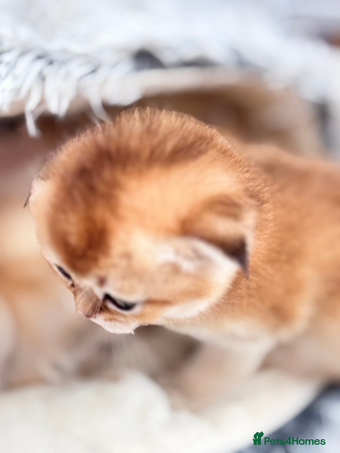Scottish Fold cats for sale: Cute TICA pedigree kittens  - Image 7
