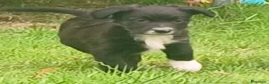 Border Collie 1
