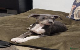 Mixed Breed dogs for sale: Blue and blue brindle staffy x bulldog  - Image 2