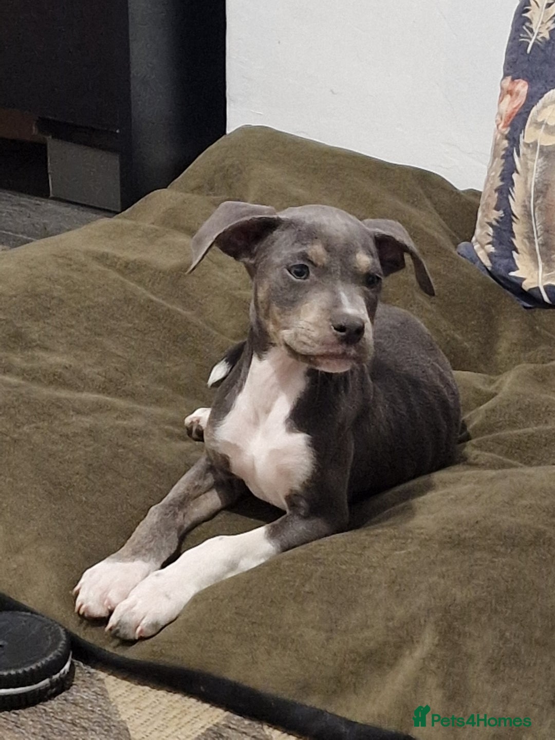 Mixed Breed dogs for sale: Blue and blue brindle staffy x bulldog  - Image 2