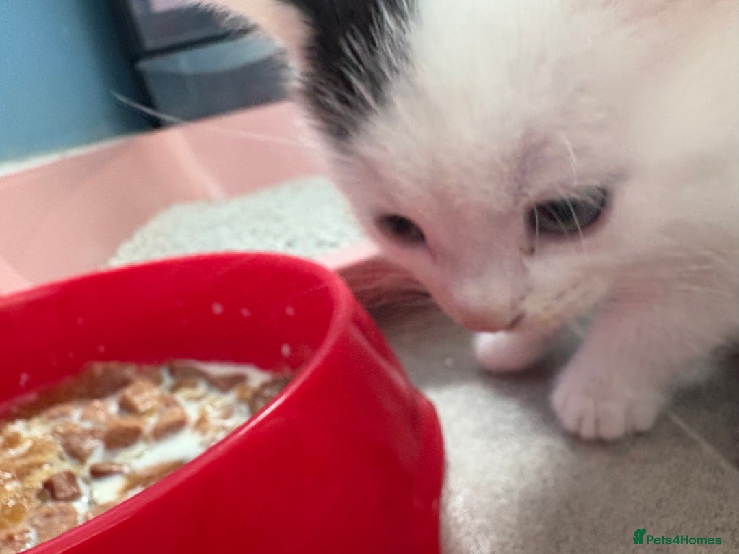 Mixed Breed cats for sale: 4 beautiful boy kittens  - Image 8