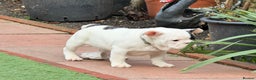 French Bulldog dogs for sale: Adorable French Bulldog puppies  - Advert 25