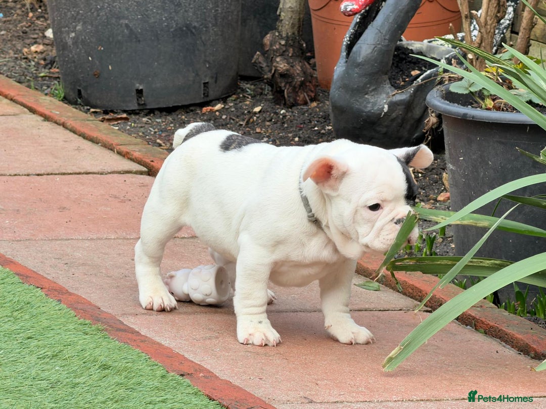 French Bulldog dogs for sale: Adorable French Bulldog puppies  - Advert 25