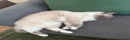 Ragdoll cats for sale: Female Ragdoll  - Advert 2