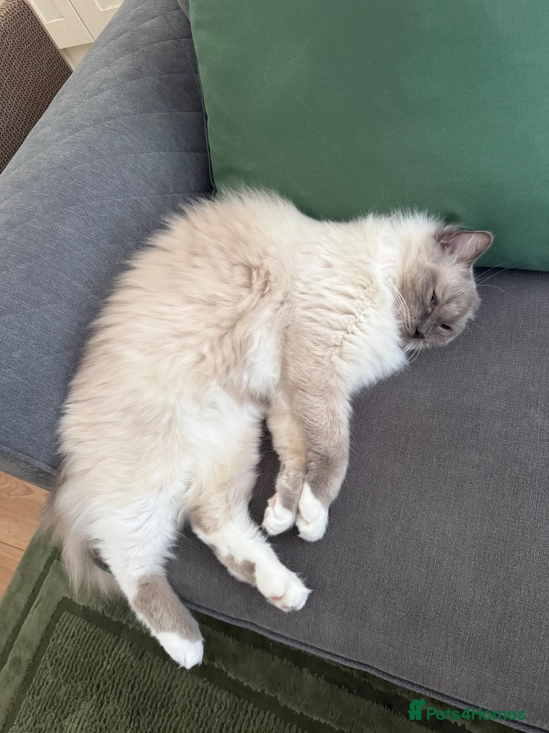 Ragdoll cats for sale: Female Ragdoll  - Advert 2