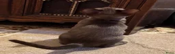 Burmese cats for sale: Burmese Kittens For Sale - Advert 4