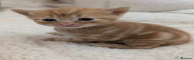 Mixed Breed Kitten 1