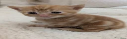 Mixed Breed cats for sale: 1 ginger male 1 black female  in Addlestone - Advert 3