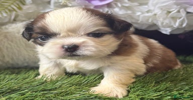 Shih Tzu dogs - Advert 14