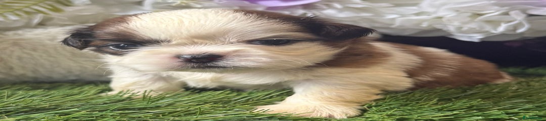 Shih Tzu Puppy 1