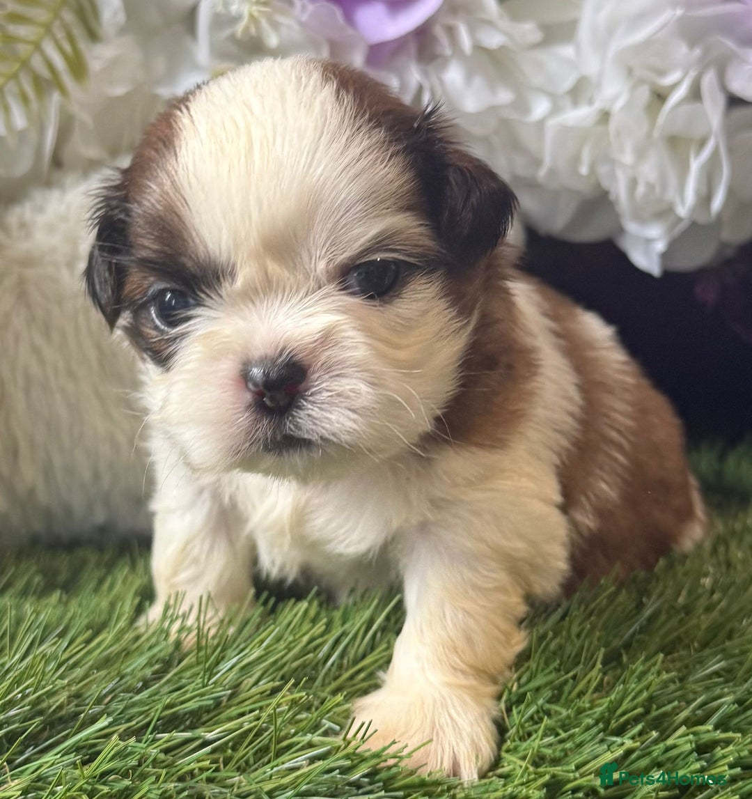Shih Tzu dogs for sale: Kc gold and white boys only 14 dna health tested  - Image 2