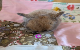 Mini Lop rabbits for sale: 4 mini lop baby rabbits!  - Image 9