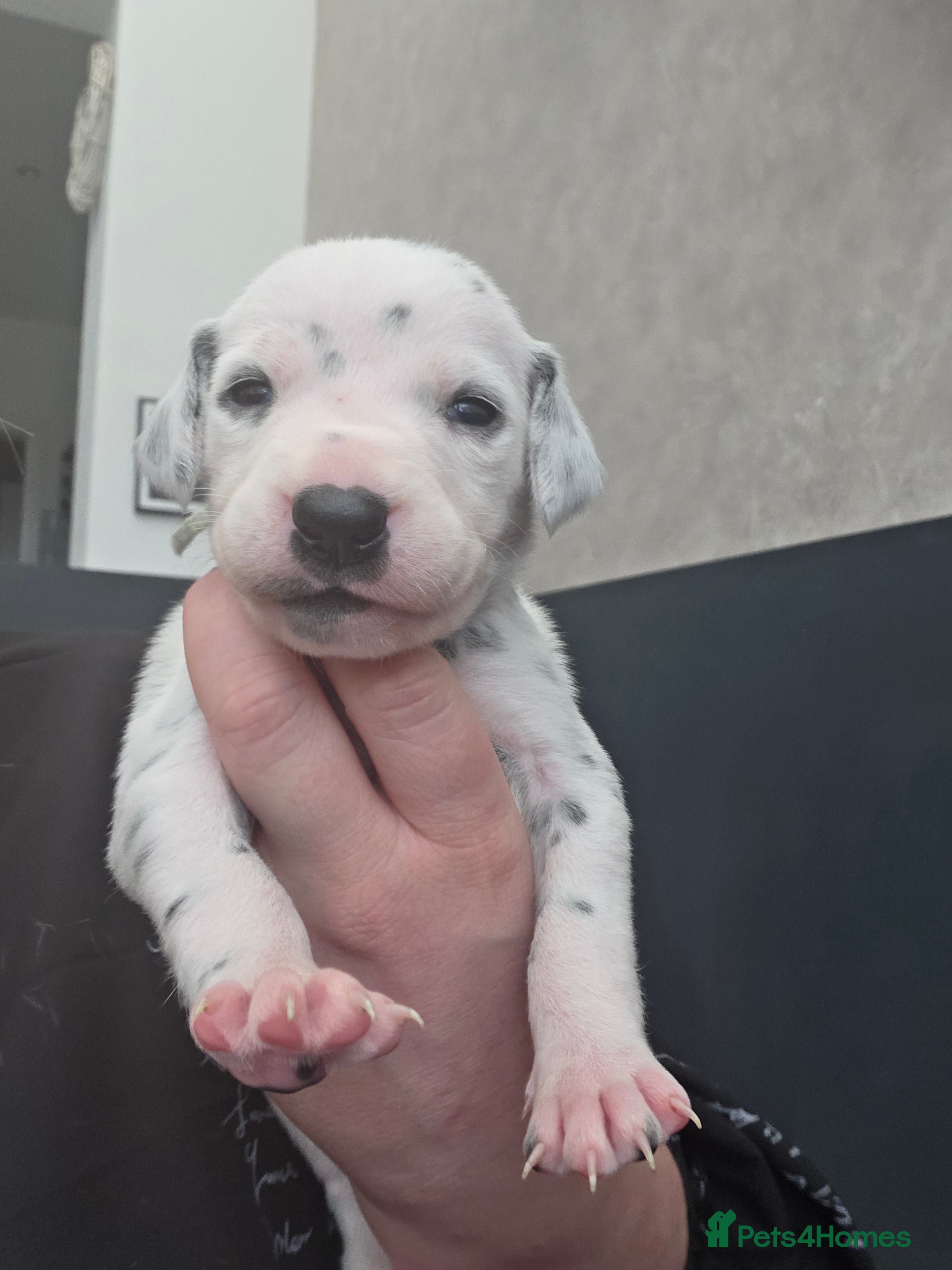 Dalmatian dogs Stunning Pure Dalmation Puppies  - Advert 2