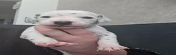 Dalmatian dogs for sale: Stunning Pure Dalmation Puppies  - Advert 13