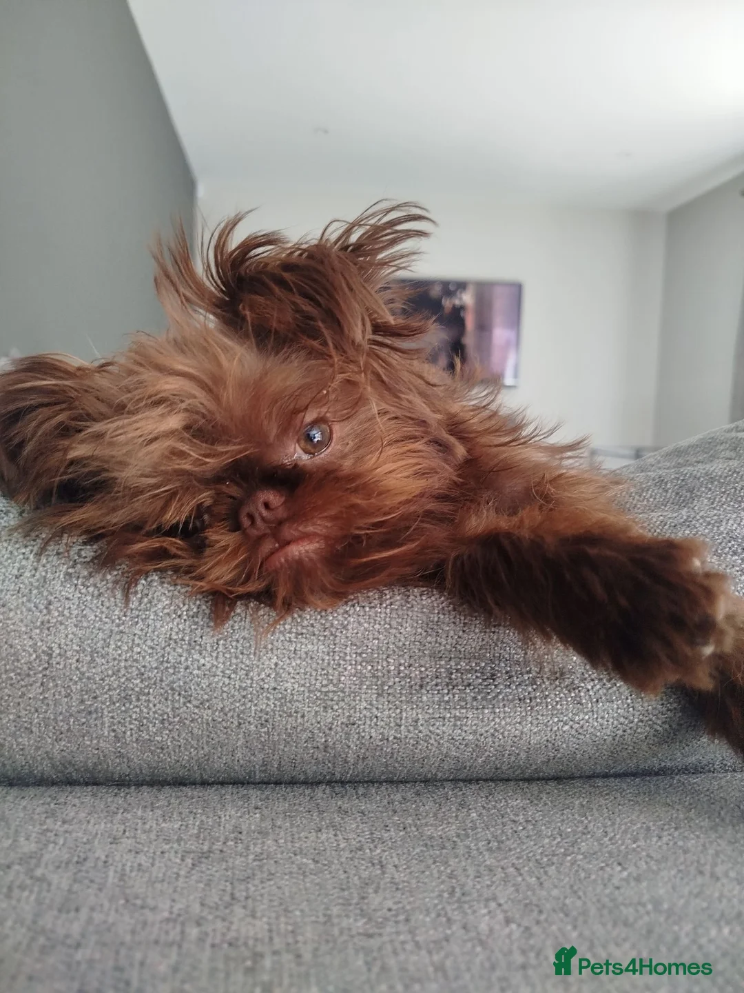 Griffon Bruxellois dogs for sale: Chocolate male - Advert 2