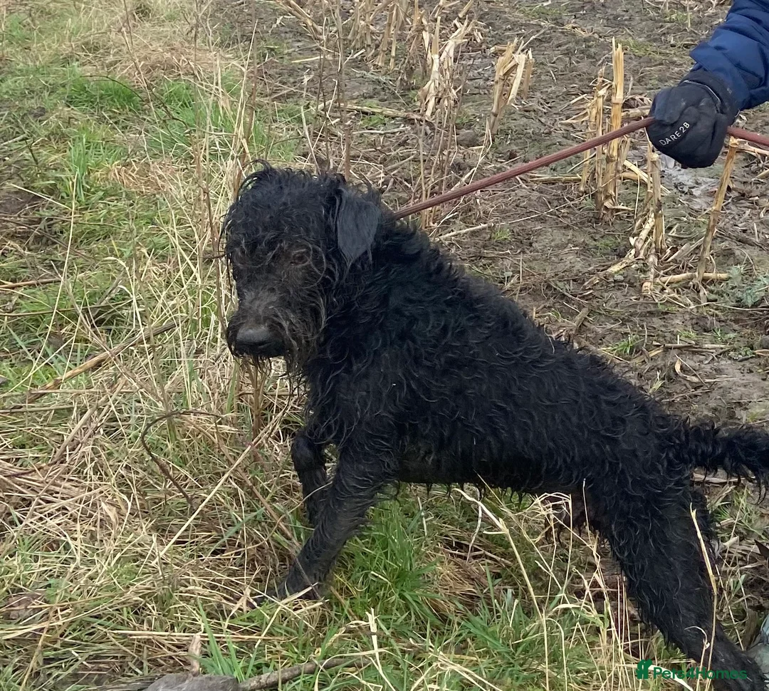 Patterdale Terrier dogs for stud: Patterdale/Black fell terrier for stud in Liverpool - Advert 2