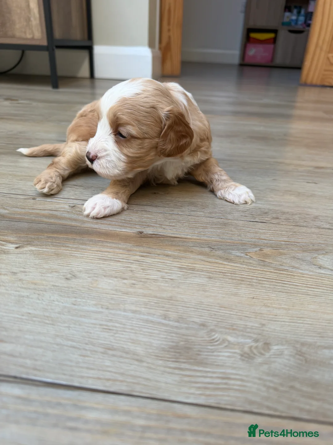 Cavapoo dogs for sale: Cavapoo puppies  - Advert 12