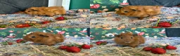 Guinea Pig rodents for sale: Various Guinea Pigs - Ready Now - Advert 14