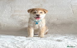 Chow Chow dogs for sale: Exotic colour chowsky puppies for sale  - Image 13