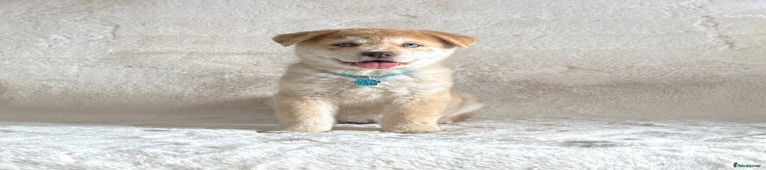  Puppy 2