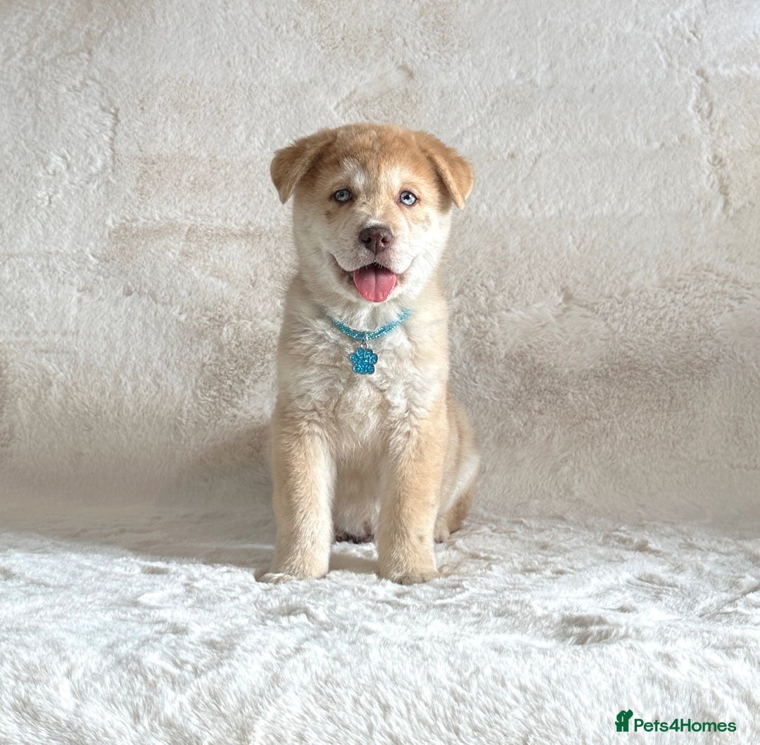 Chow Chow dogs for sale: Exotic colour chowsky puppies for sale  - Image 13
