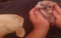 Chihuahua dogs for sale: chihuahua beautiful little girl - Image 4