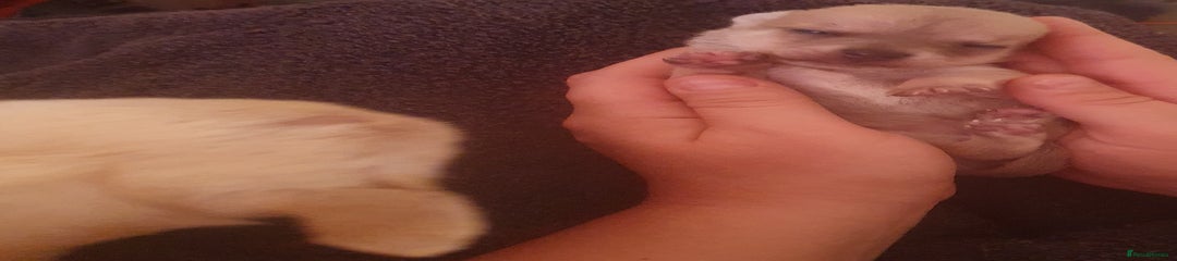 Chihuahua Puppy 1