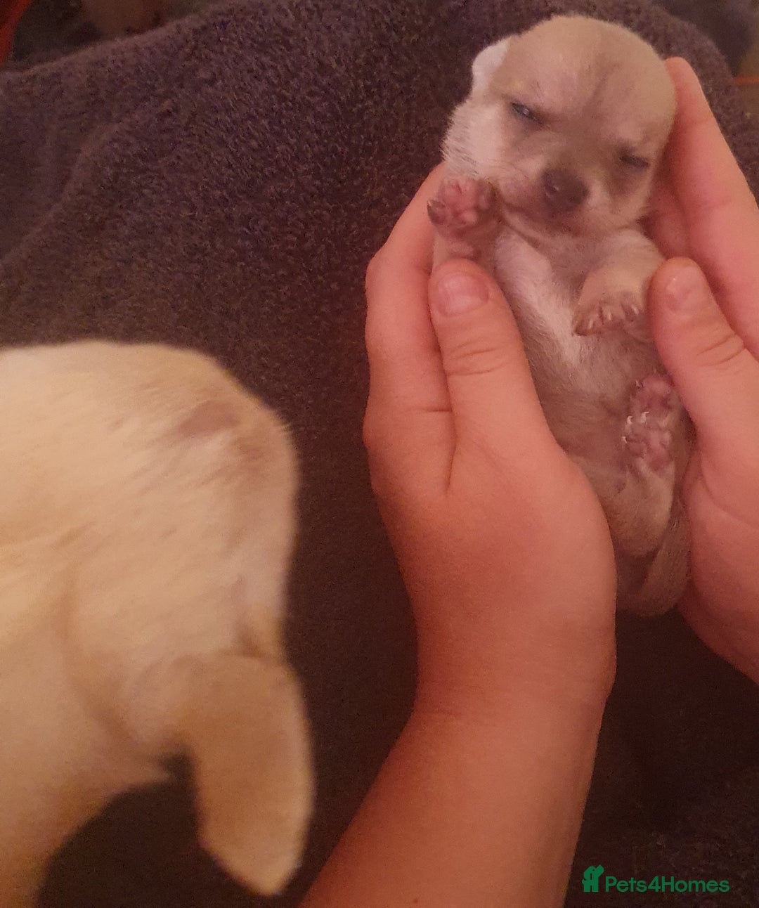 Chihuahua dogs for sale: chihuahua beautiful little girl - Image 4