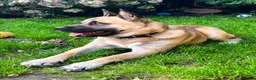 Mixed Breed dogs for sale: 4 year old Akita male, gentle, loving, family dog - Advert 5