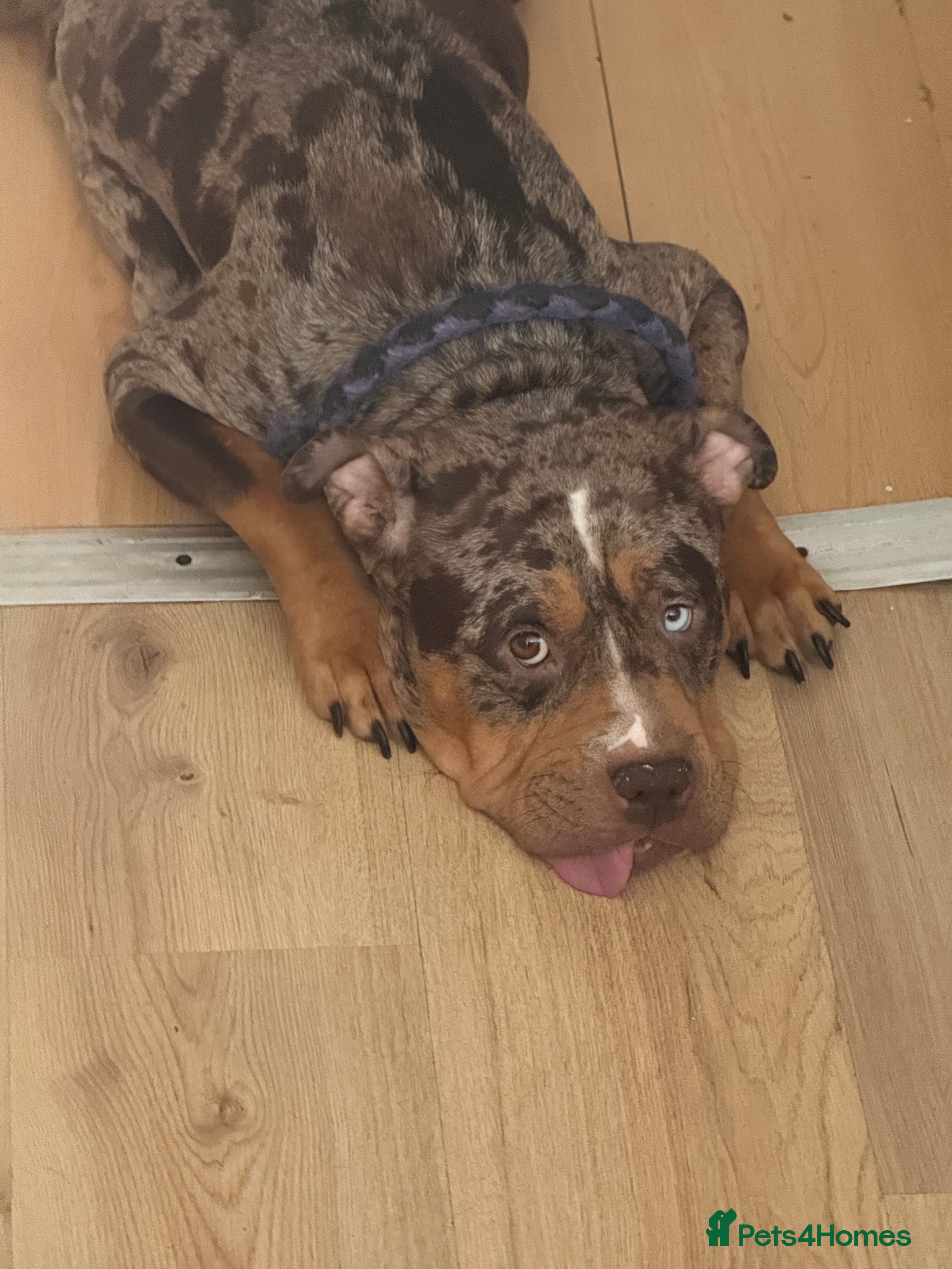 Mixed Breed dogs Cane Corso mixed  - Advert 1