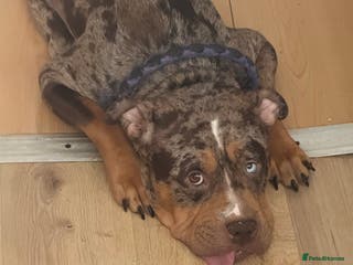 Mixed Breed dogs Cane Corso mixed - Advert 1