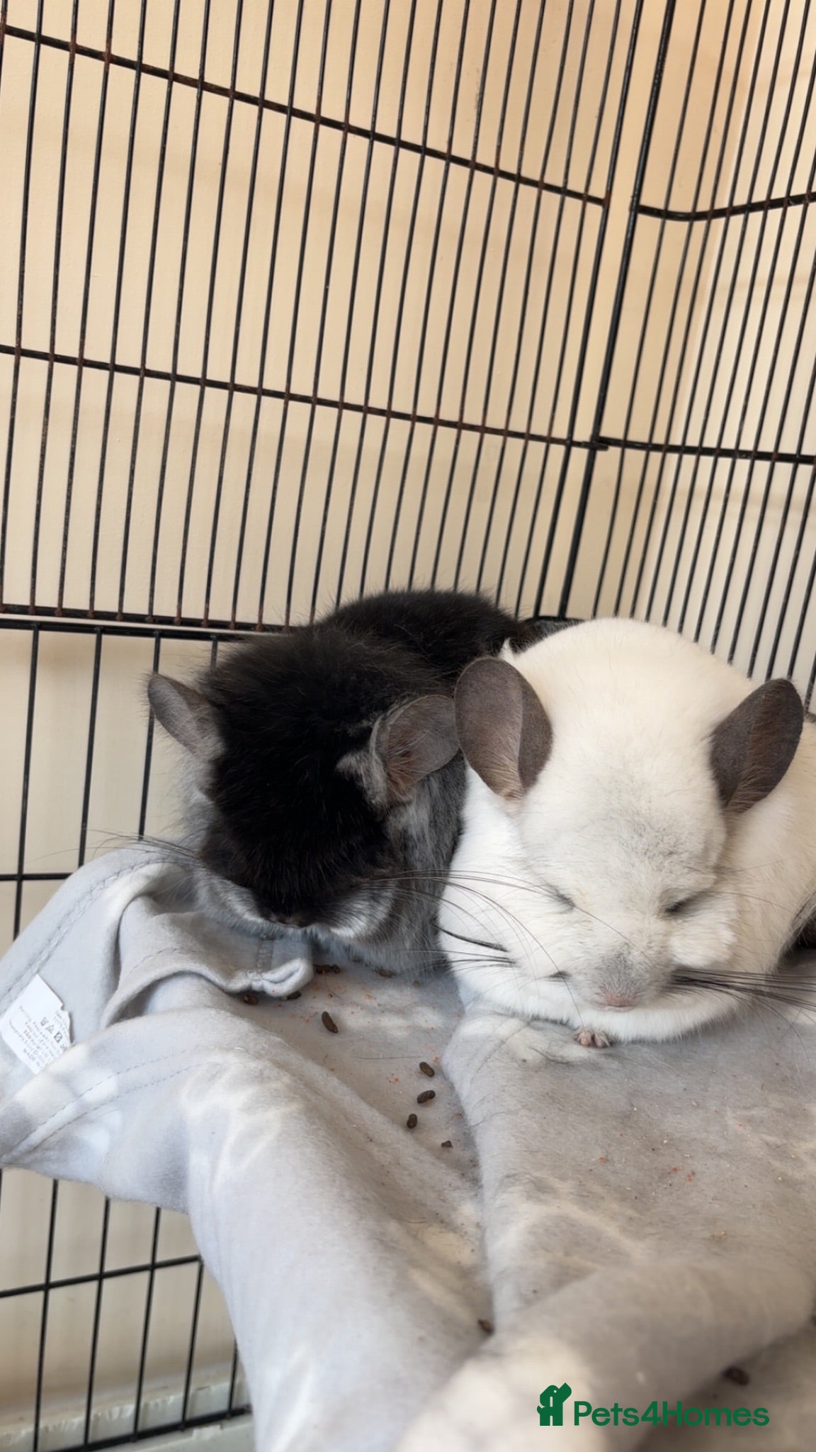 Chinchilla rodents Two RPA female Chinchillas - Advert 1
