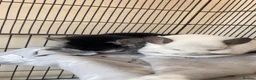 Chinchilla rodents for sale: Two RPA female Chinchillas - Advert 1