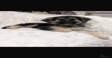 German Shepherd dogs - Advert 4